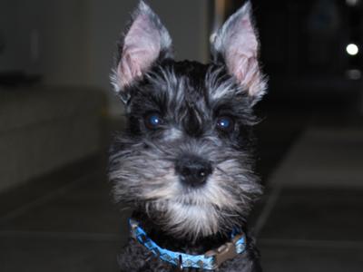 Miniature Schnauzer Louie 