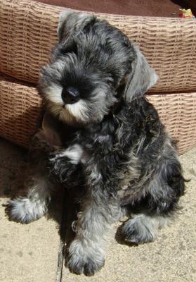 Miniature Schnauzer, How cute am I then?