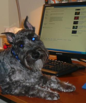 Mini Schnauzer Blogger Luke