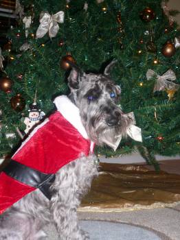 Christmas Schnauzer Luke