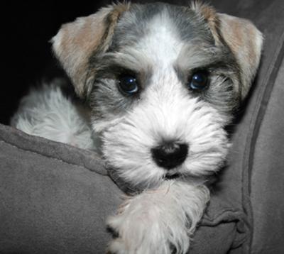 Mini Schnauzer puppy Flossy