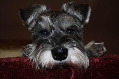 schnauzer puppy