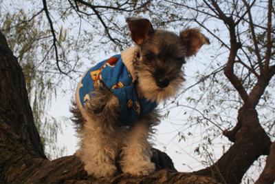 Monkey on a tree