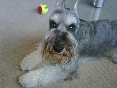 Miniature Schnauzer Monty