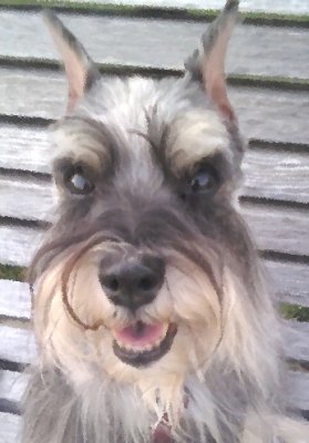 Portrait of Neko, the Miniature Schnauzer