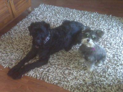 Miniature Schnauzer, Ozzy and Max