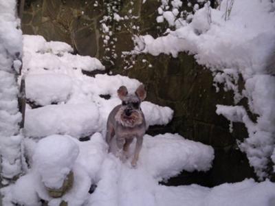 Miniature Schnauzer, sheesh its cold!!!