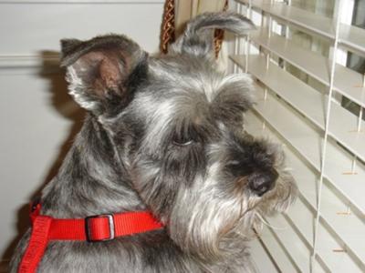 Miniature Schnauzer Pepper
