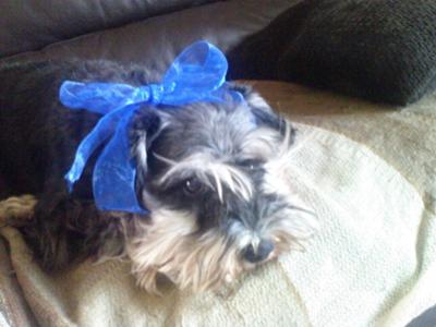 Poppy in her blue phase