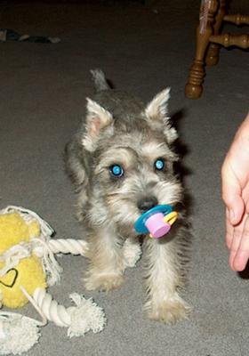 Miniature Schnauzer Precious