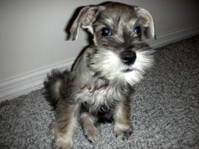 Miniature Schnauzer Rocky