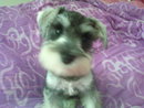 Miniature Schnauzer Puppy Roxy