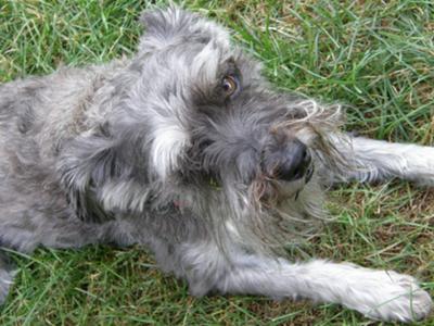 Miniature Schnauzer Sadie