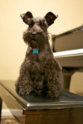 Miniature Schnauzer Schubert