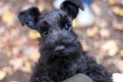 Schubert's First Day Home