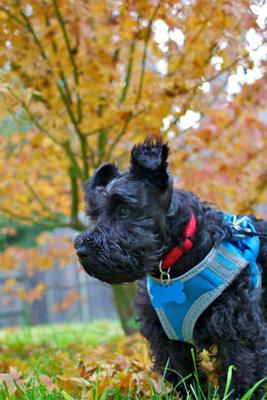 Schubert by the Maple Tree