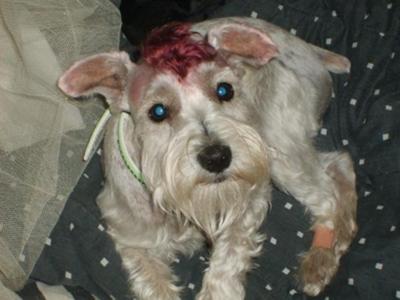 Miniature Schnauzer, Skruffy last july the day he got neutered