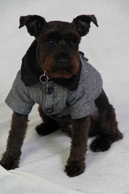 Miniature Schnauzer Tito