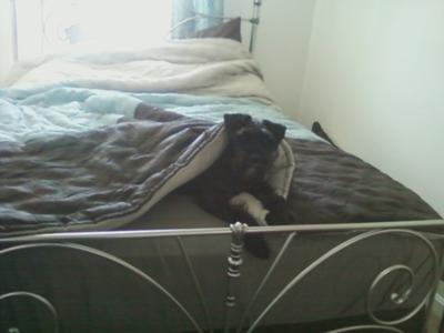 i tried to make the bed...he wasn't having it.
