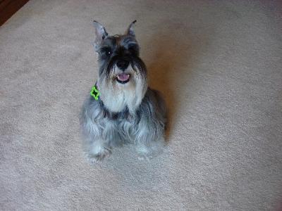 Miniature Schnauzer Treu Kobi