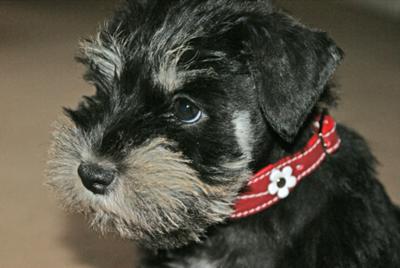 Schnauzer Trudi 'Just So Adorable'