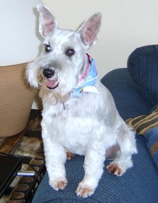 Miniature Schnauzer Zoe