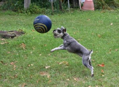 Soccer Gracie