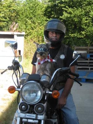 Serious Biker Dog