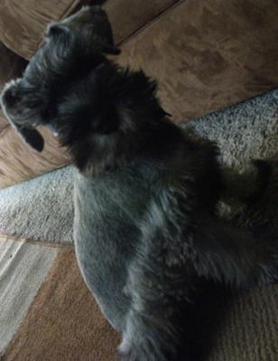 My baby molly