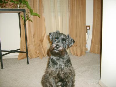 Mini Schnauzer Cookie James