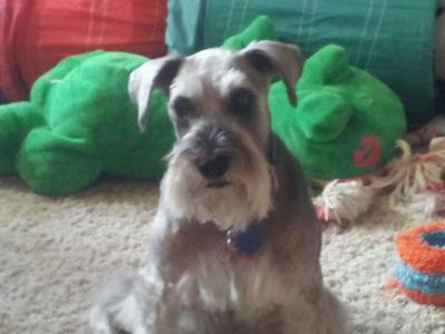 Miniature Schnauzer Winston (Bubba)