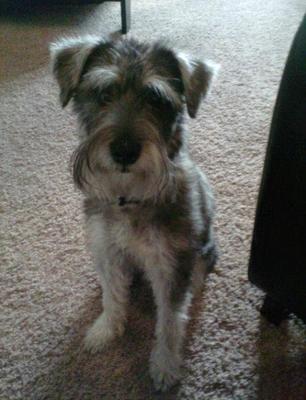 Miniature Schnauzer Jax