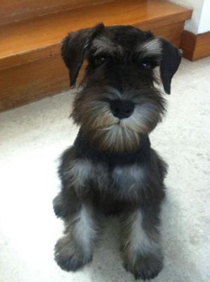 Mini Schnauzer Keewi