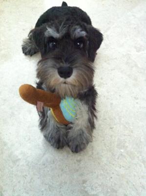 Mini Schnauzer Keewi