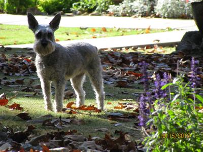 Miniature Schnauzer Dolly