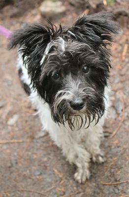 Mini Schnauzer Yang