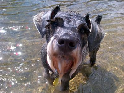 Milo after a dip in the river