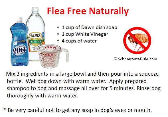 Kill Fleas Fast with This Natural Homemade Dog Shampoo