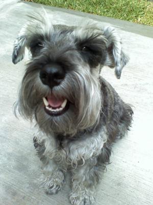 Miniature Schnauzer Niki