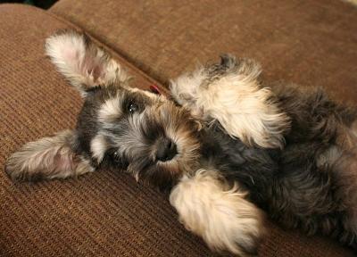 Nora as a puppy