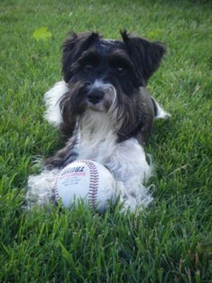 Miniature Schnauzer Oliver