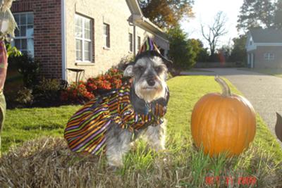 Miniature Schnauzer Dixie