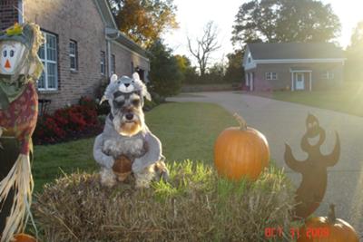 Miniature Schnauzer Otto