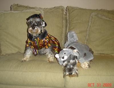 Miniature Schnauzers Dixie and Otto