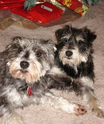 Our first Xmas with Mr Bud and Missy Lady