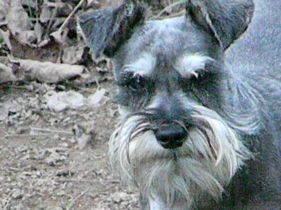 Miniature Schnauzer Owen Buster