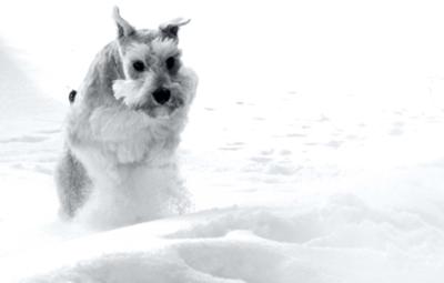 Palmer galloping through 2 feet of snow last winter