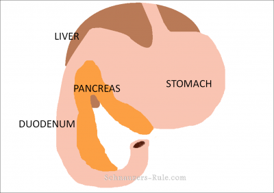 Location and Function of the Liver