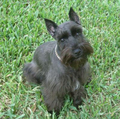 Miniature Schnauzer Pepper