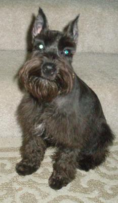 Miniature Schnauzer Pepper